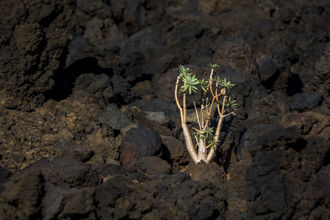 Image - plant stones yellow green nature