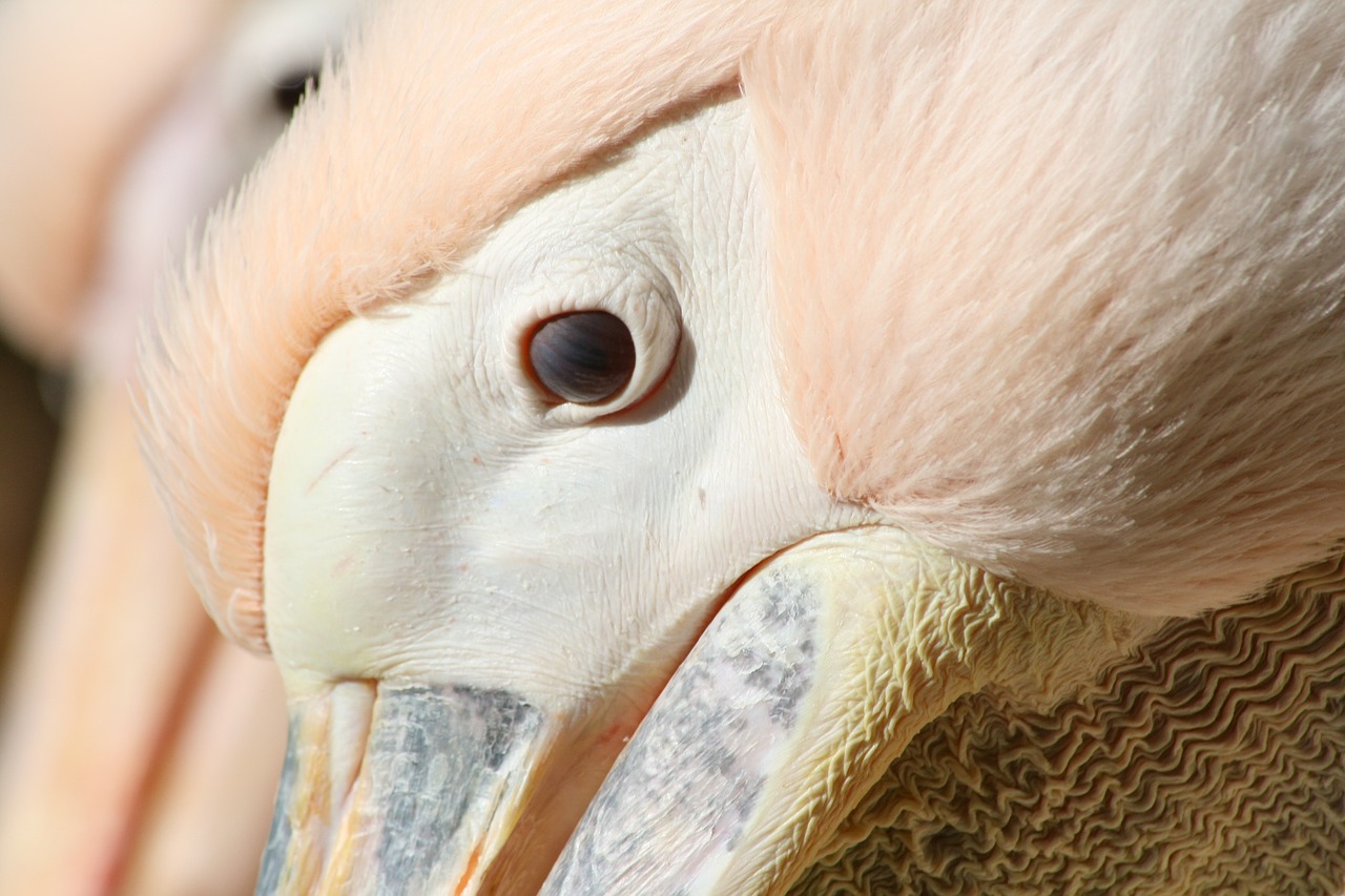 Image - pelikan pelican eye eye animal