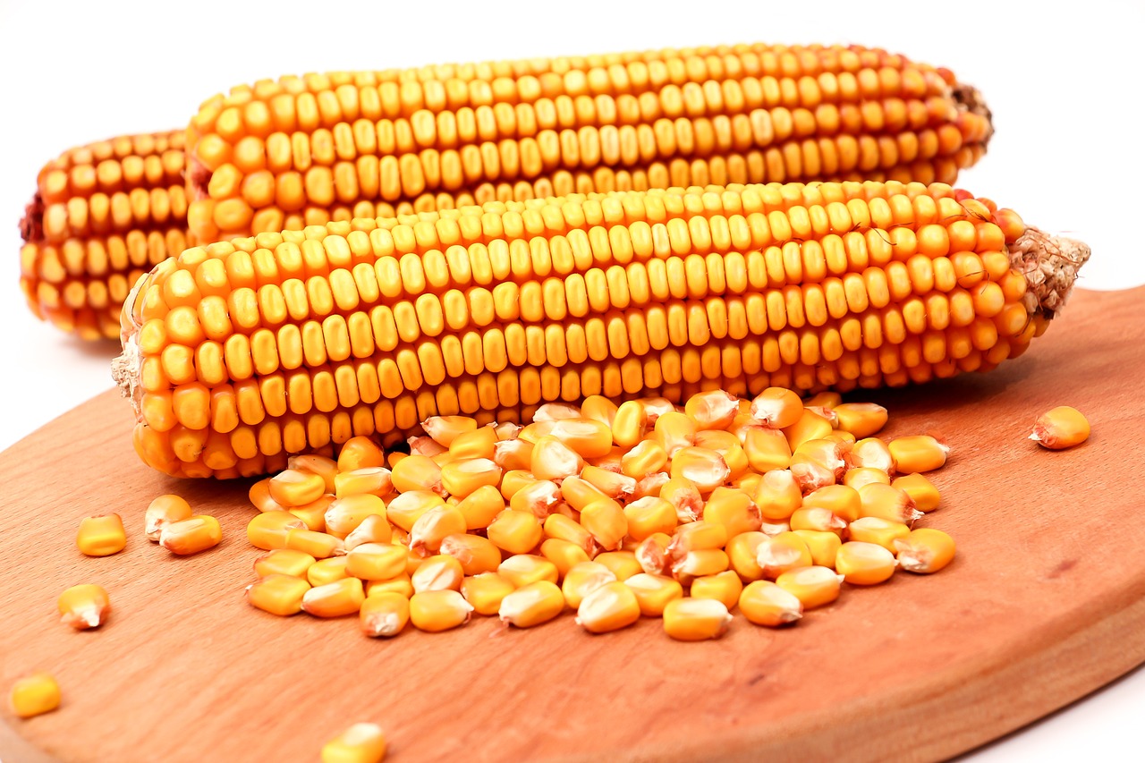 Image - cobs food vegetable corn nature