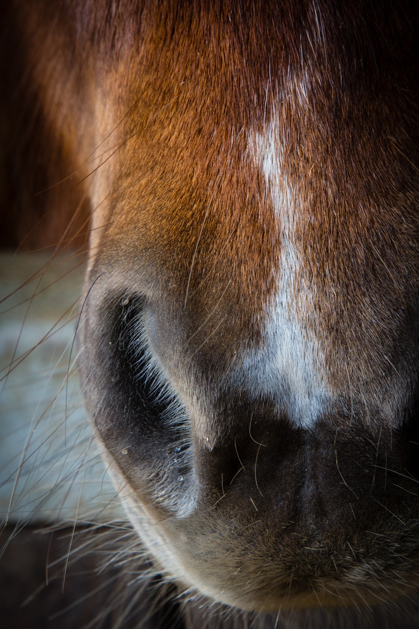 Image - horse pony nose nostril close up