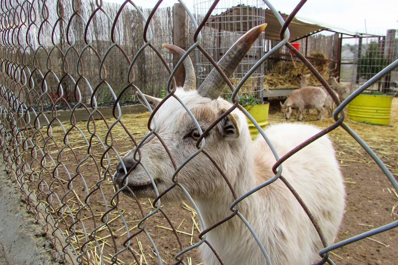 Image - goat young farm white cute animal