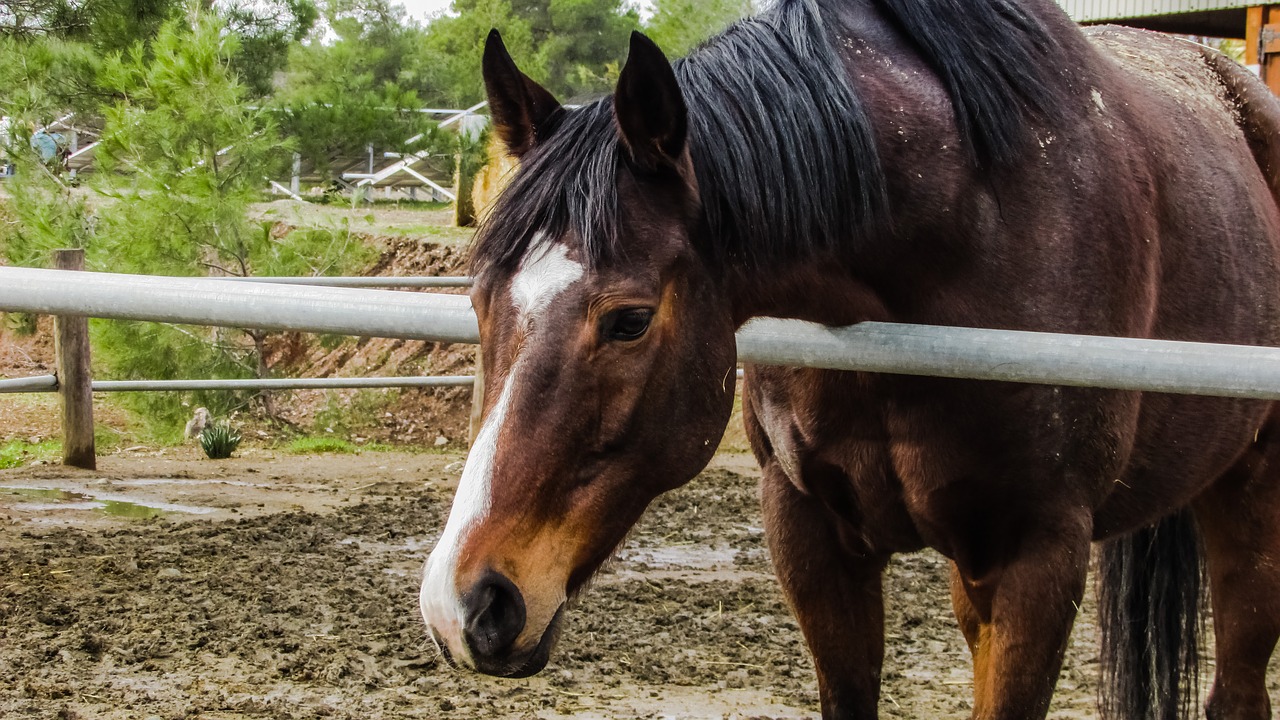 Image - horse farm nature animal ranch