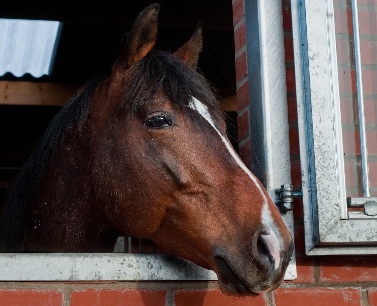 Image - horse head window to watch animal