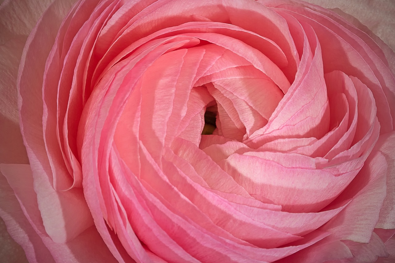 Image - nature flower pink ranunculus