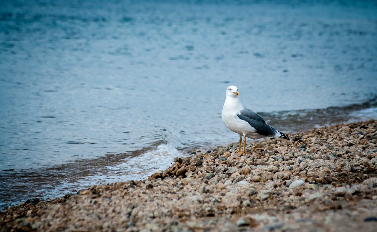 Image - gull sea beach sand stones water