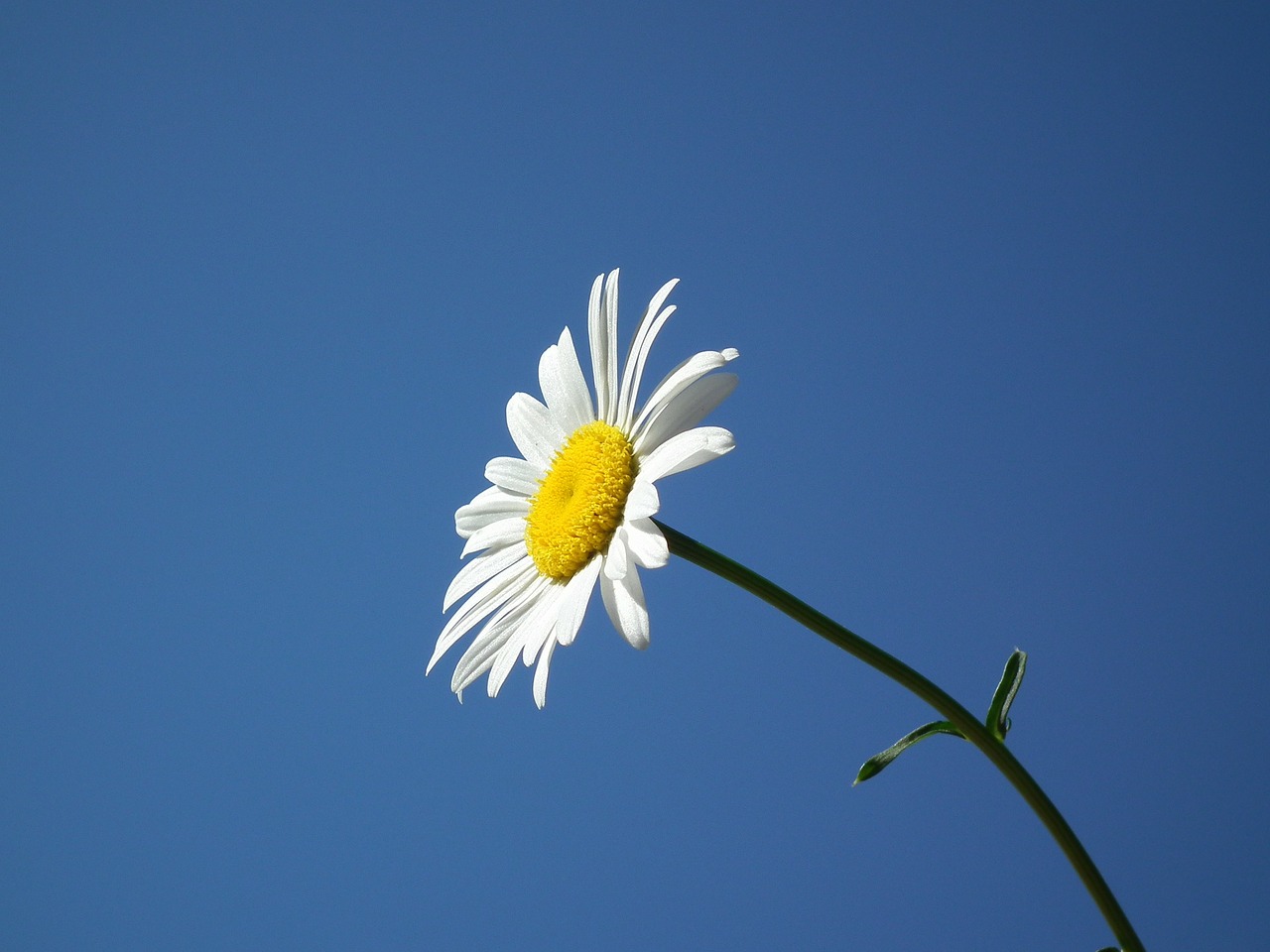 Image - flower bloom white summer daisy