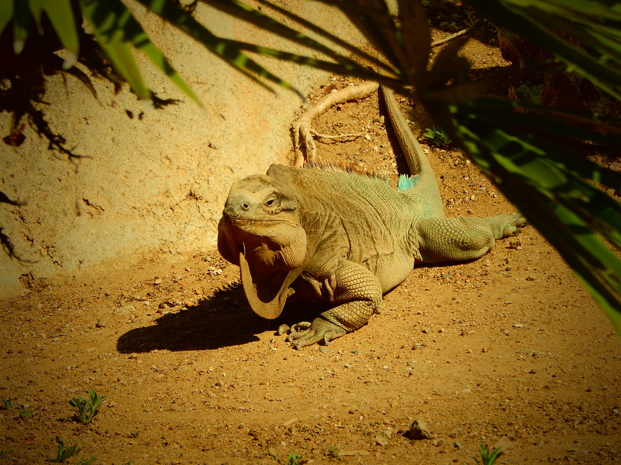 Image - iguana zoo san diego animal