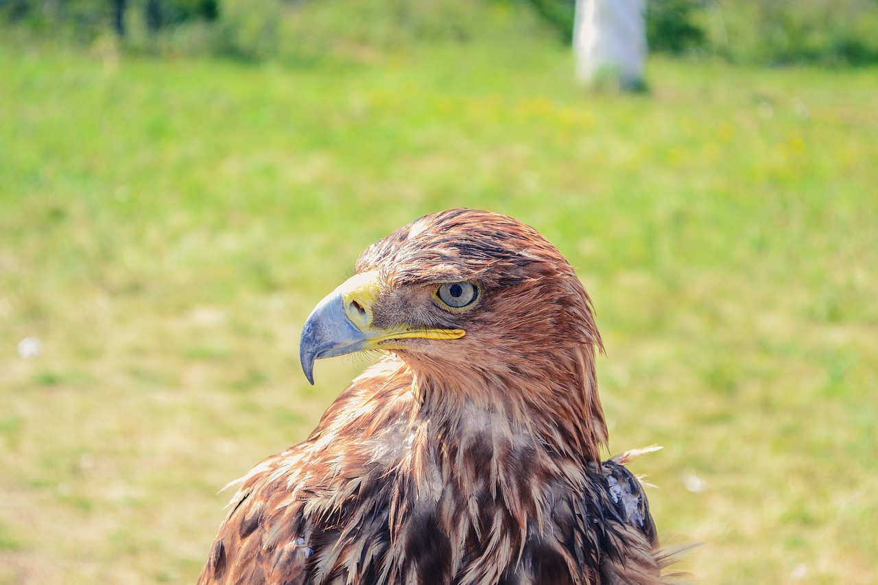 Image - golden eagle kazakhstan borovoye