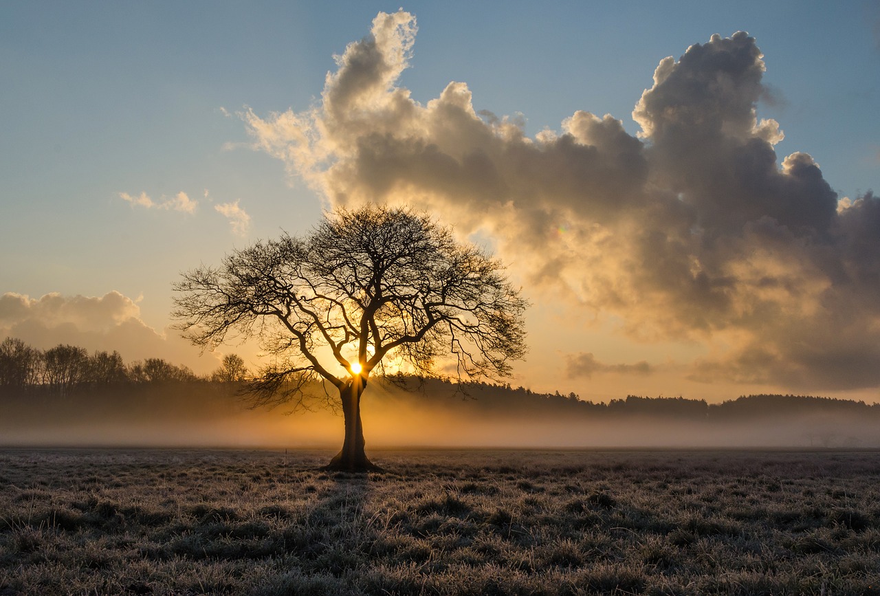 Image - lone tree tree oak clouds