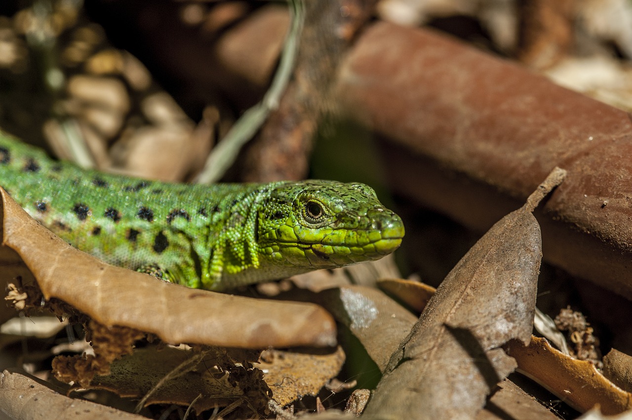 Image - lizard hidden creature waiting