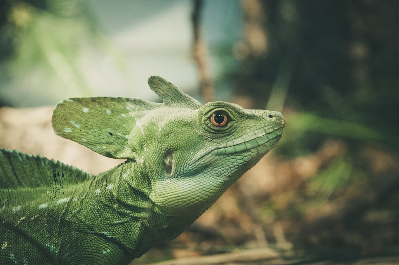 Image - lizard look close eye view face