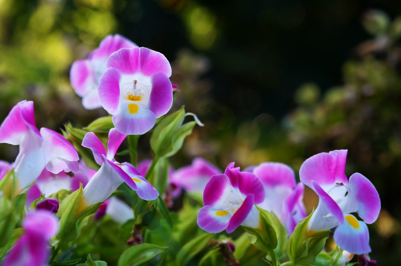 Image - flowers el salvador bells garden