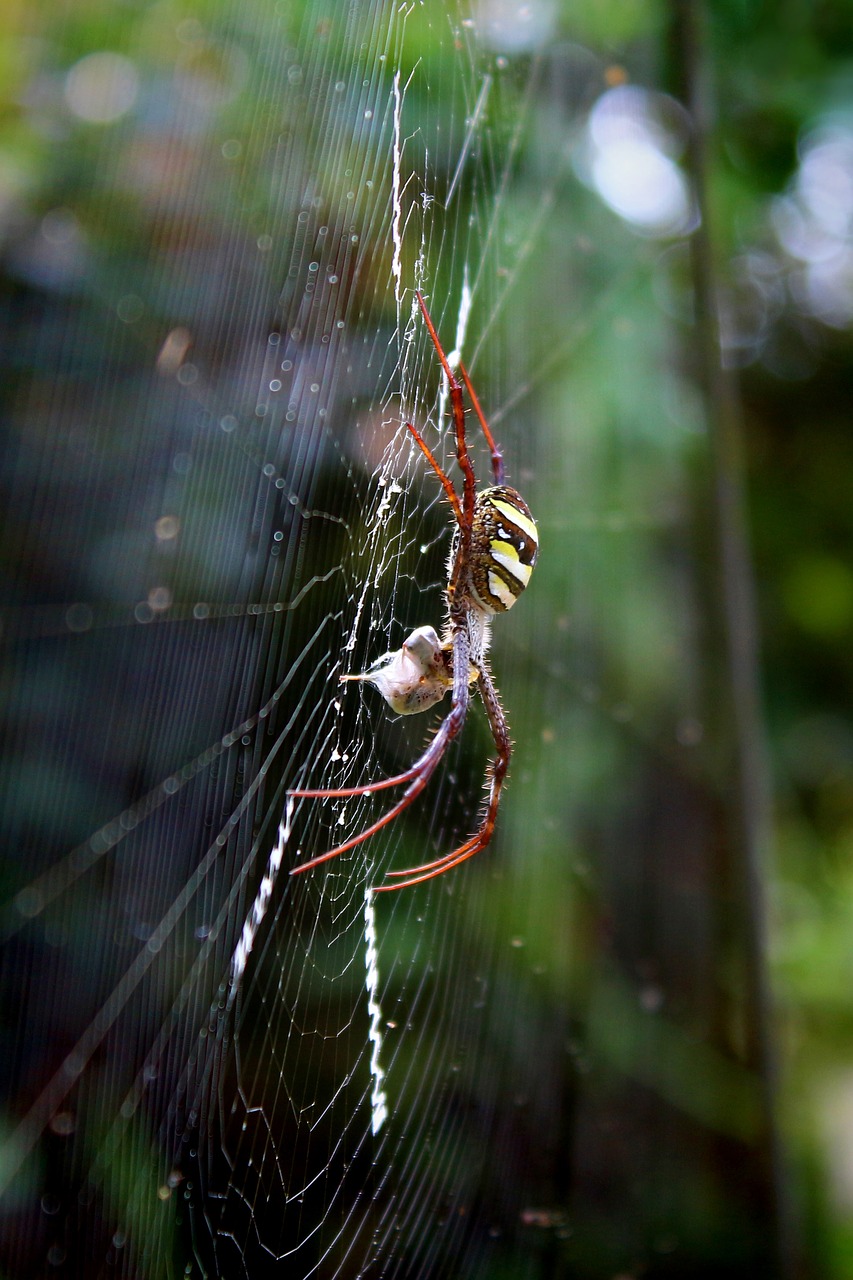 Image - spider araneae nature macro animal