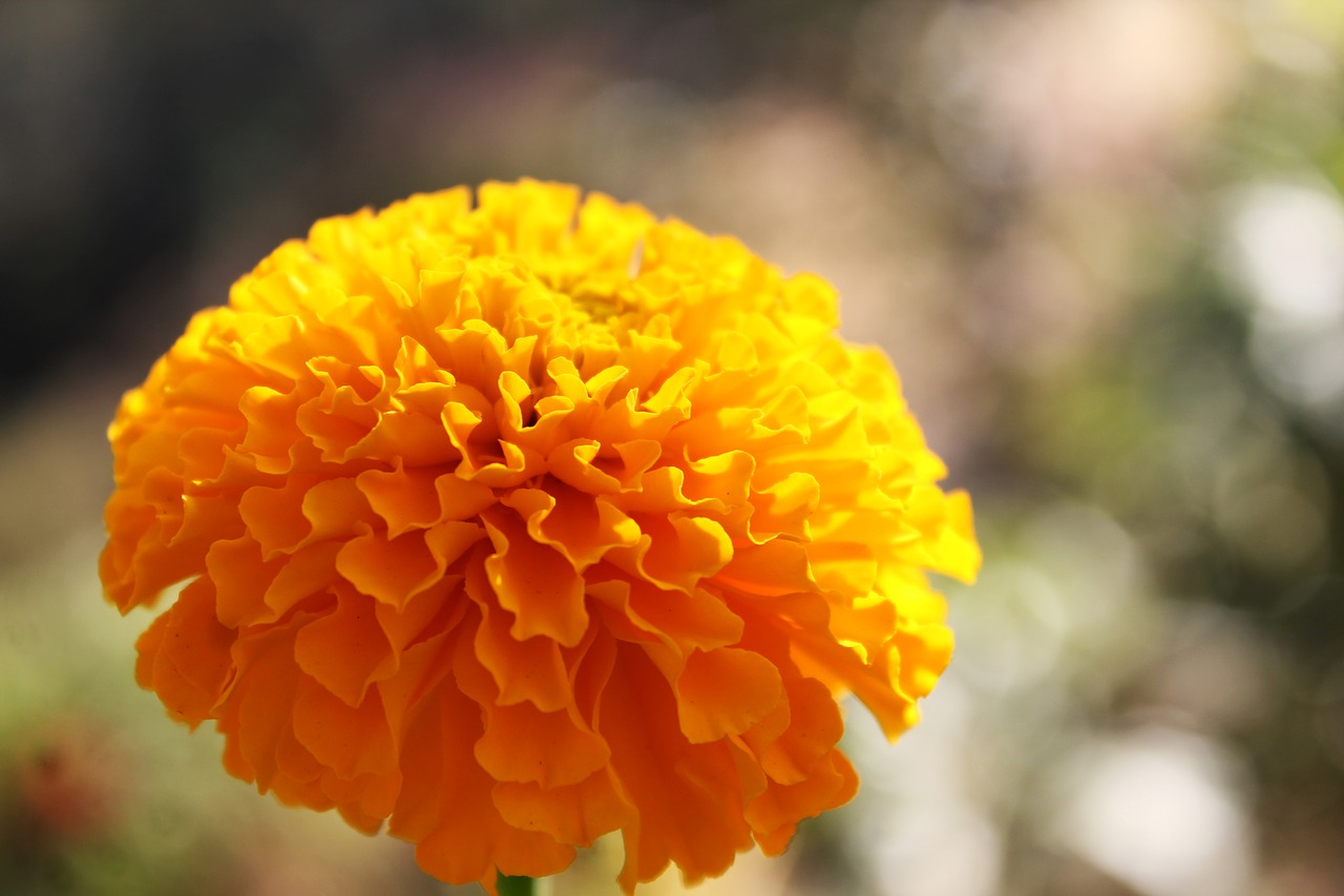 Image - marigold flower gold blooming