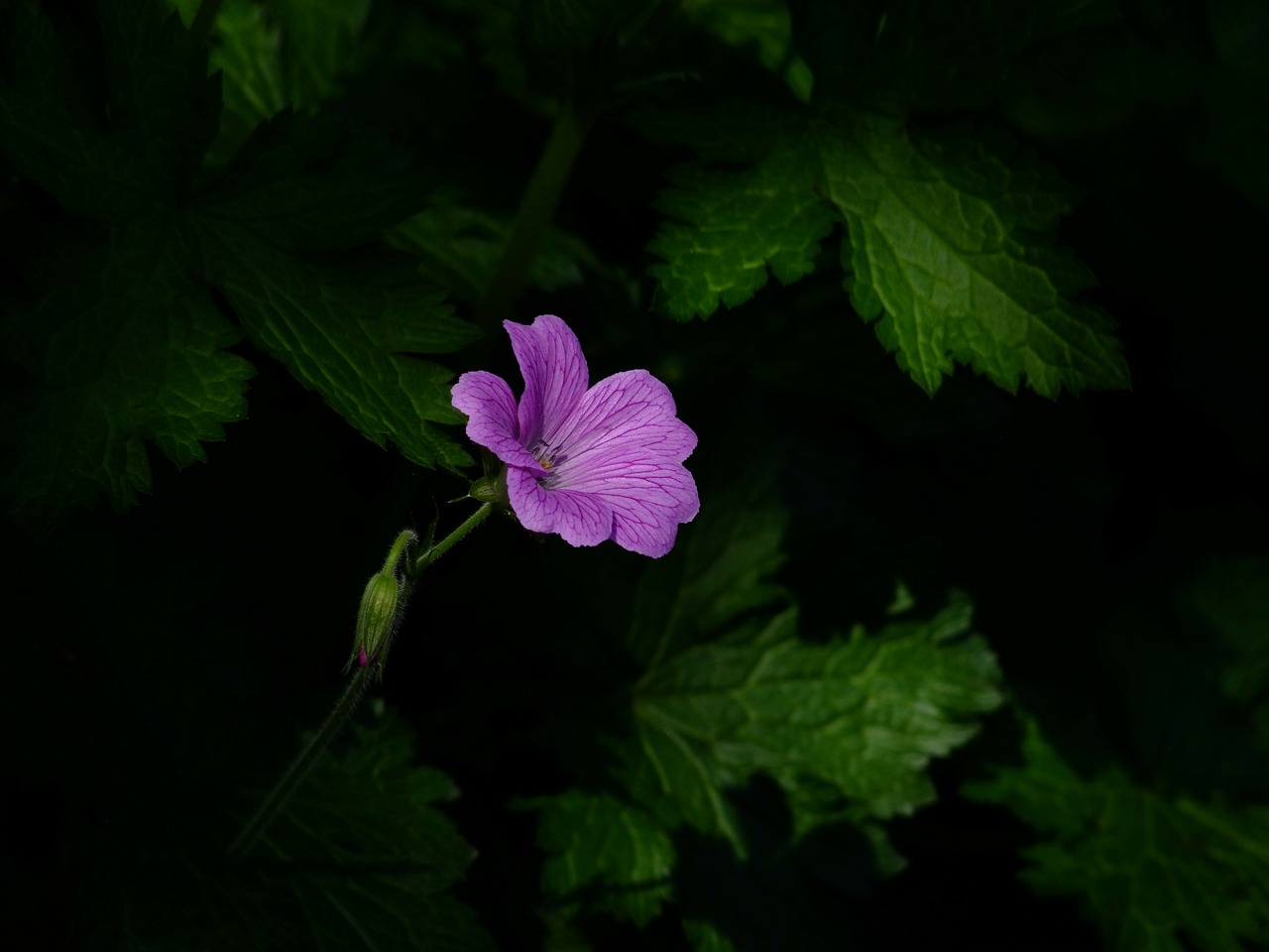 Image - flower blossom bloom in the shadow