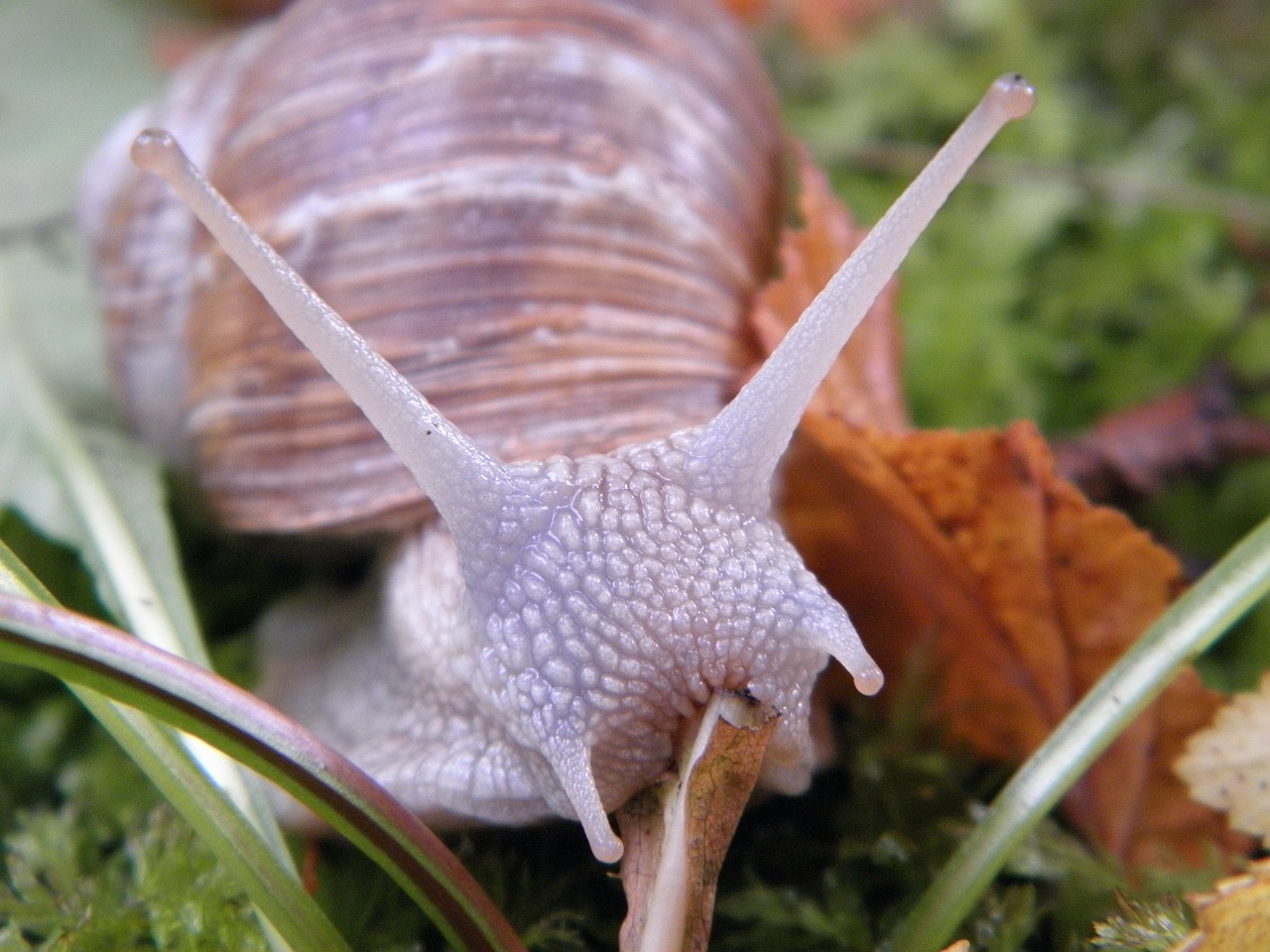 Image - snail shell escargots mollusk