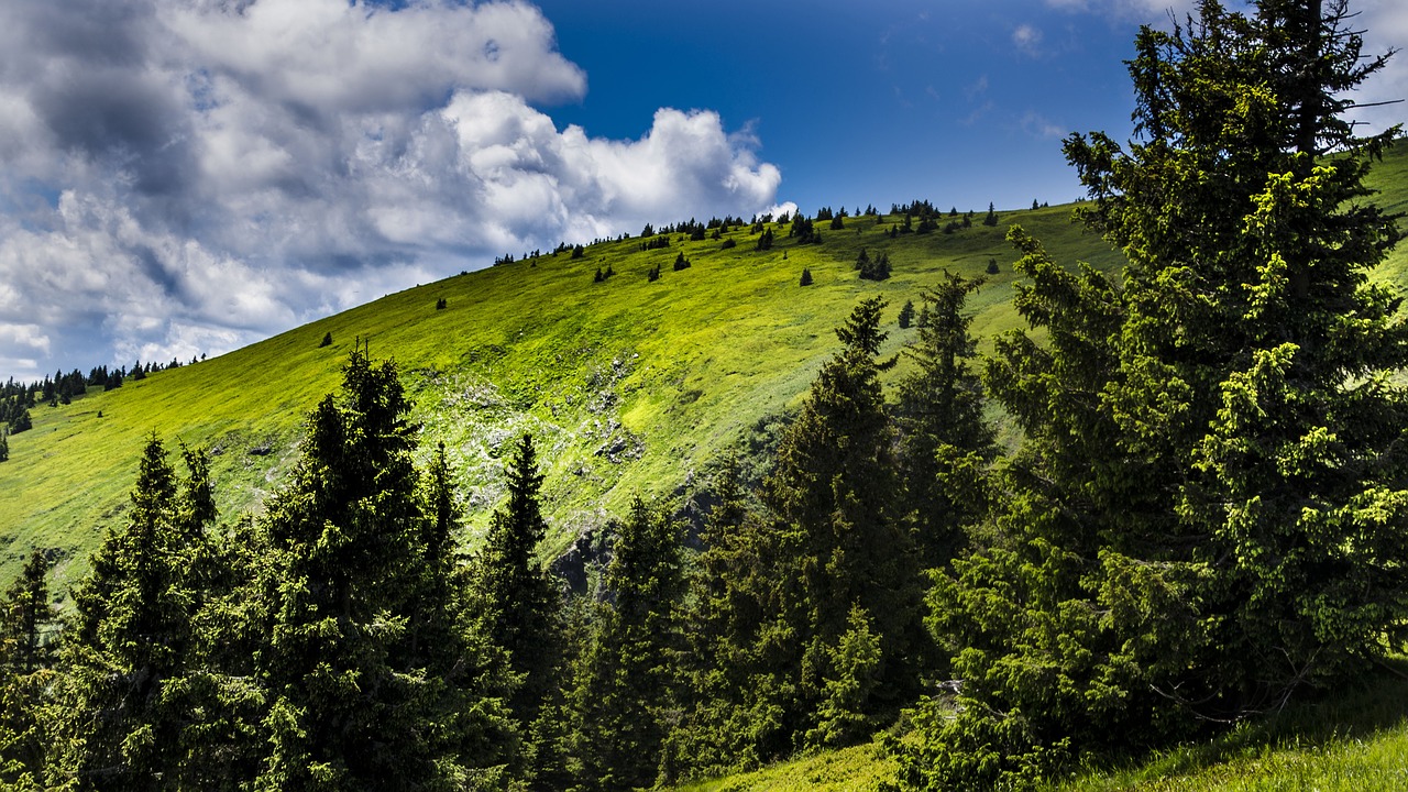 Image - nature sky trees great basin