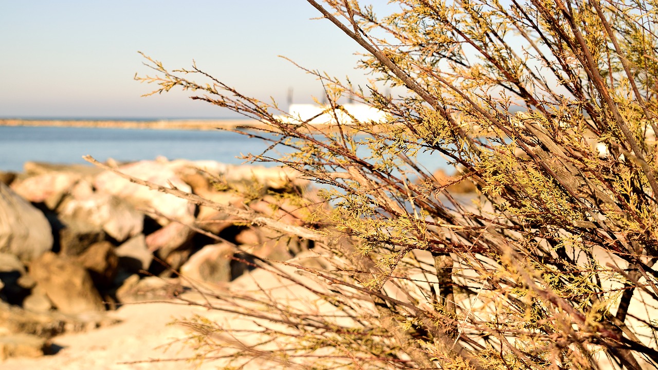 Image - sea beach scoglio stone sassi