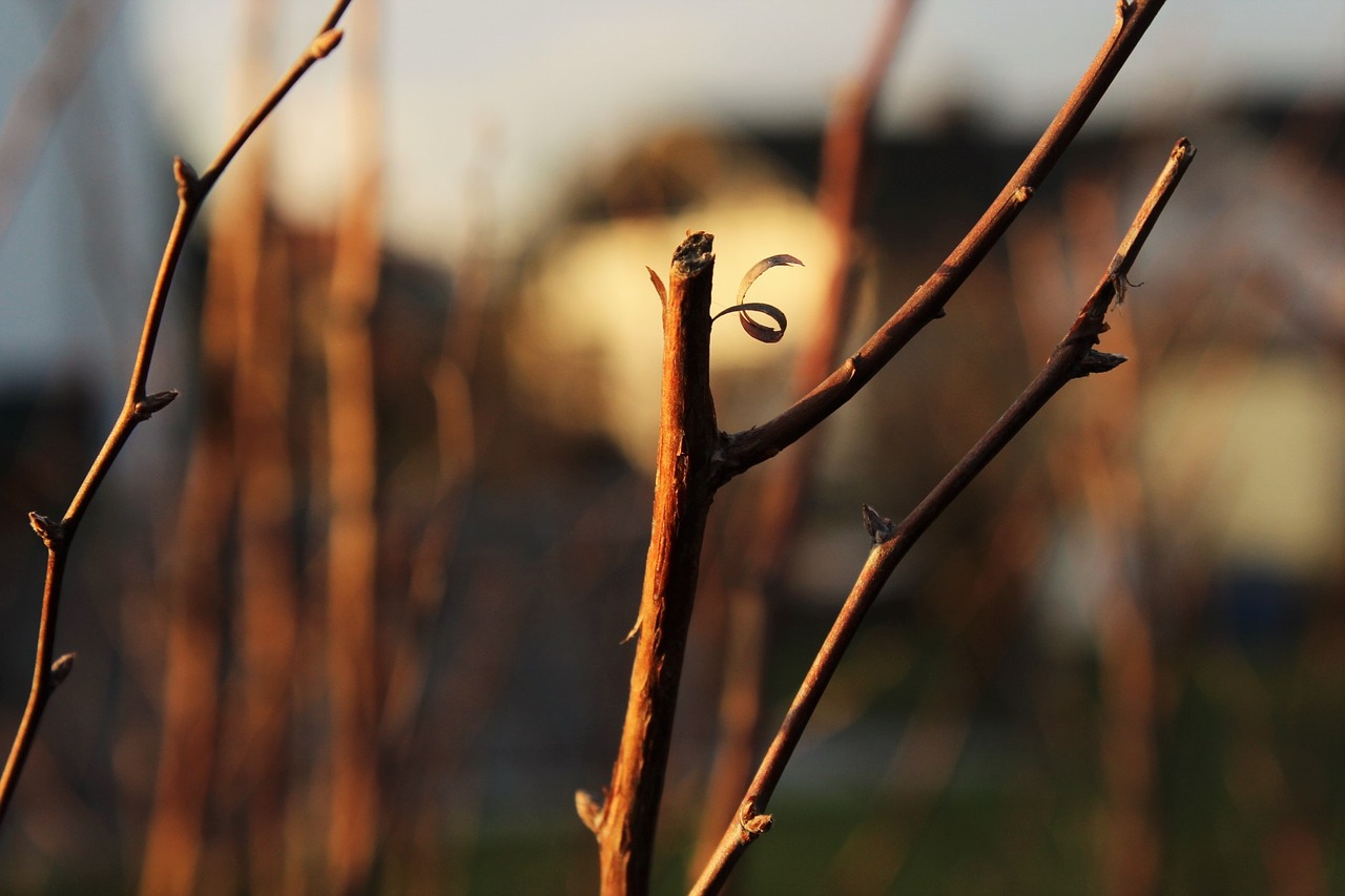 Image - branch autumn tree nature sun