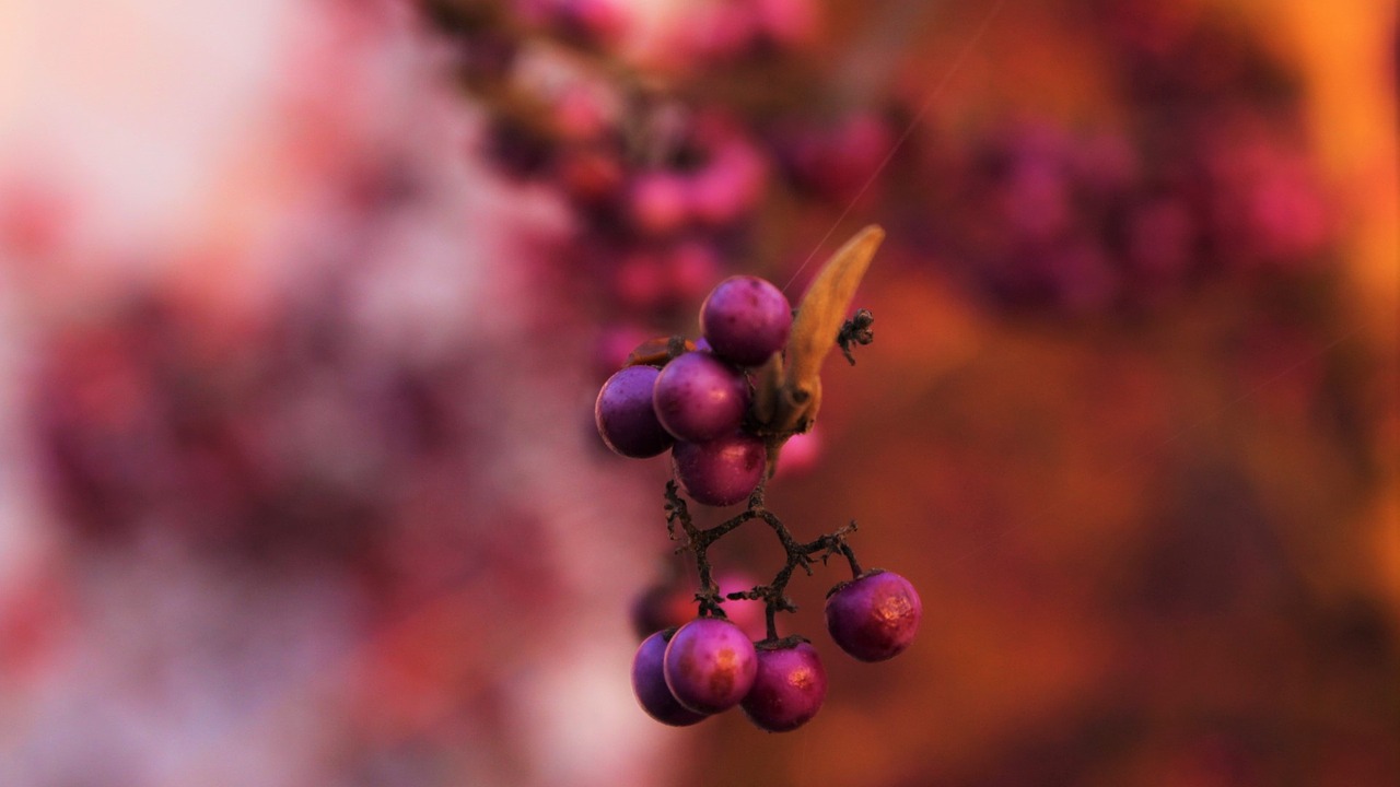 Image - berry nature plant pink red