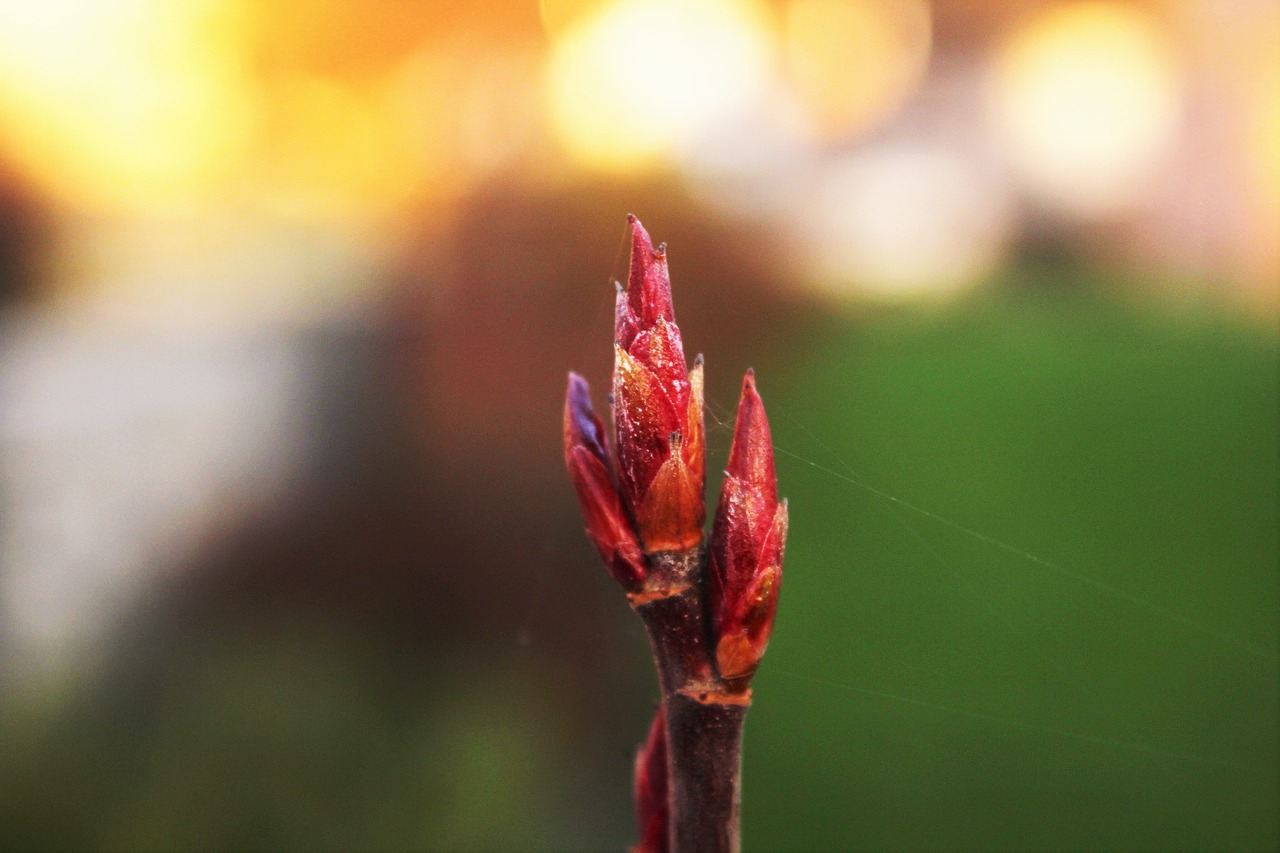 Image - bud autumn red sun nature tree