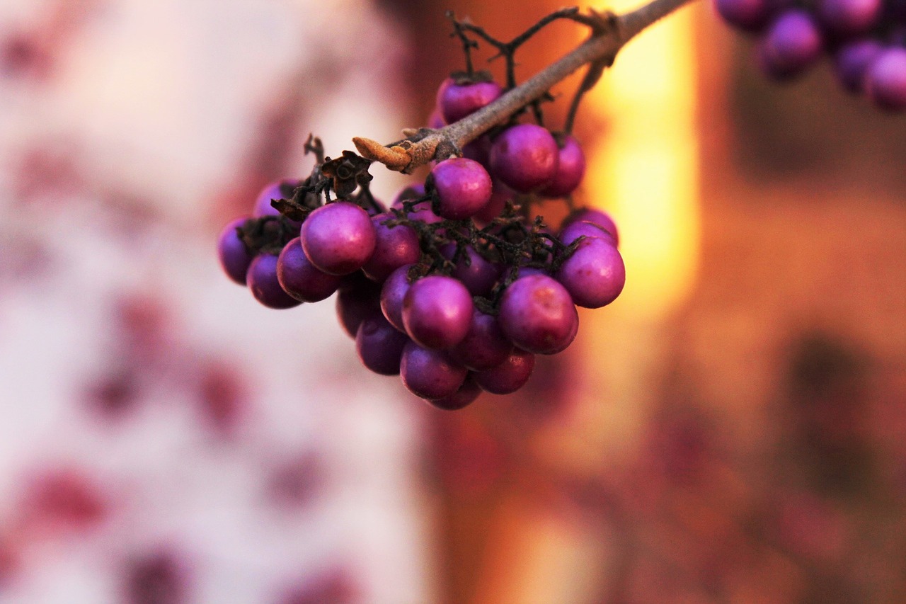 Image - wild berries fruit red sun evening