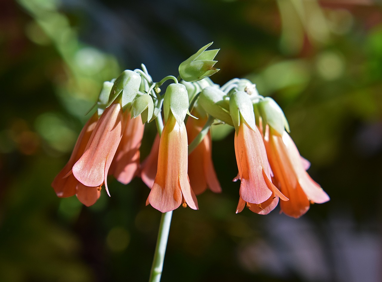 Image - mother of millions kalanchoe