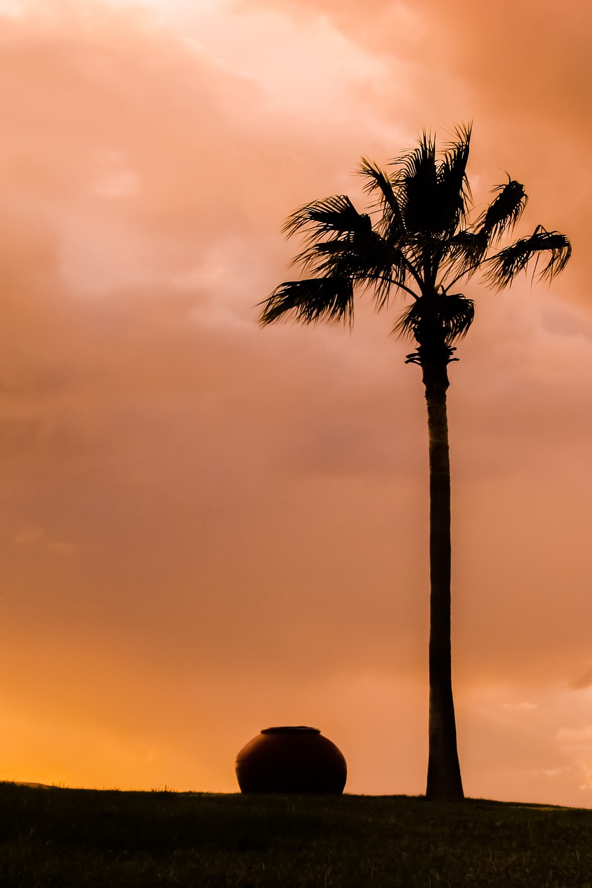 Image - palm tree pottery container