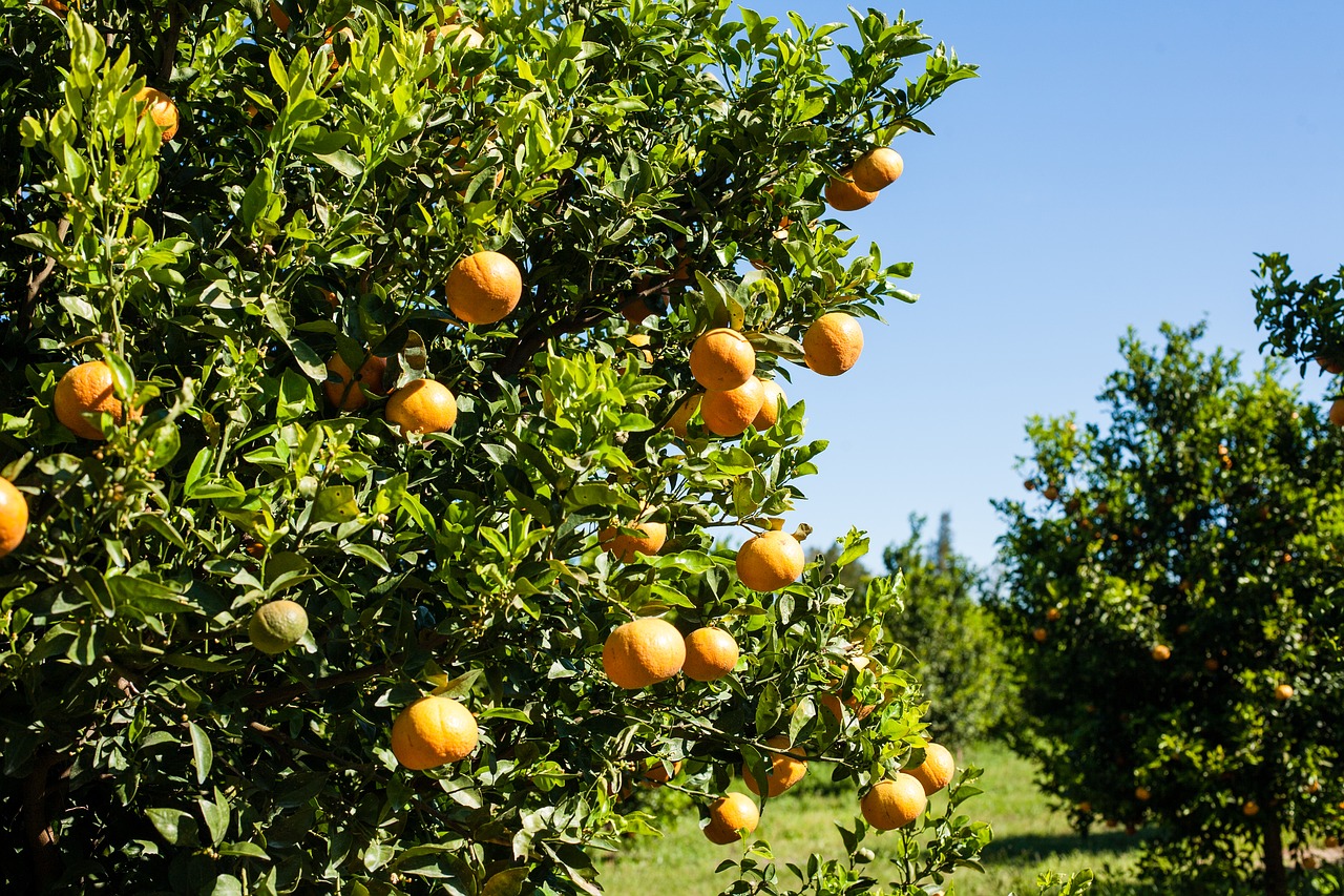 Image - orange production packing work