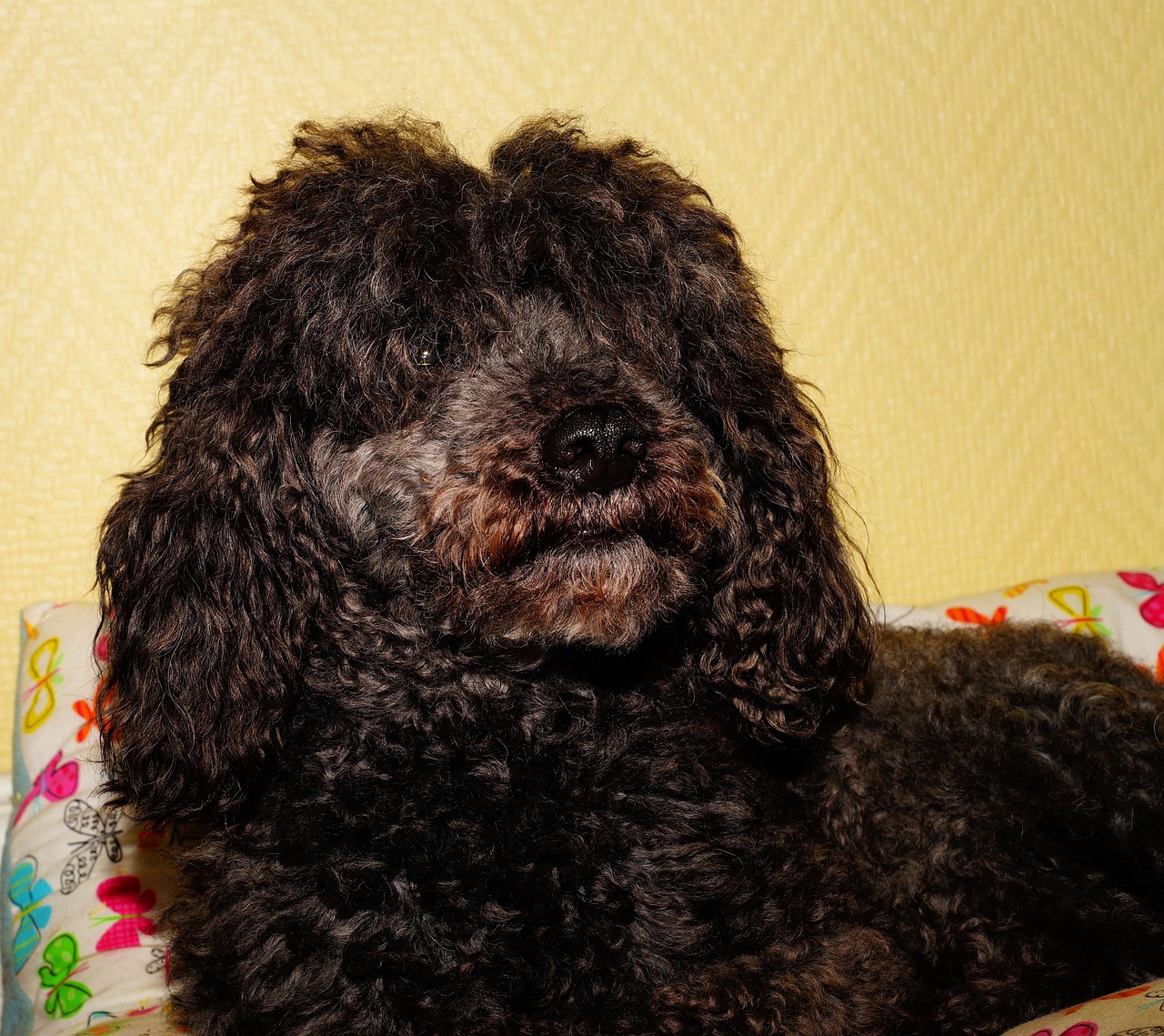 Image - dog poodle male black curly fur