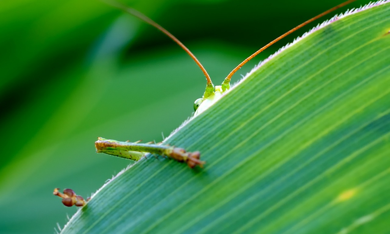 Image - grasshopper viridissima green