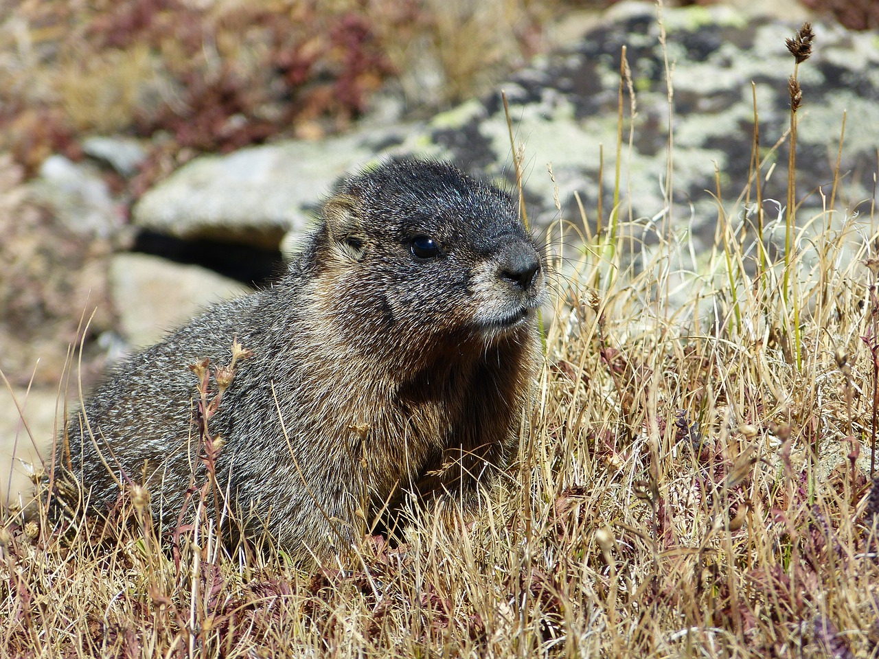 Image - marmot rocky mountain mammal