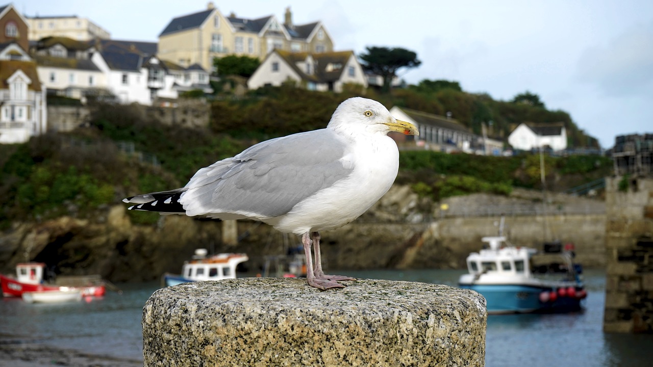 Image - gull bird seagull sea white