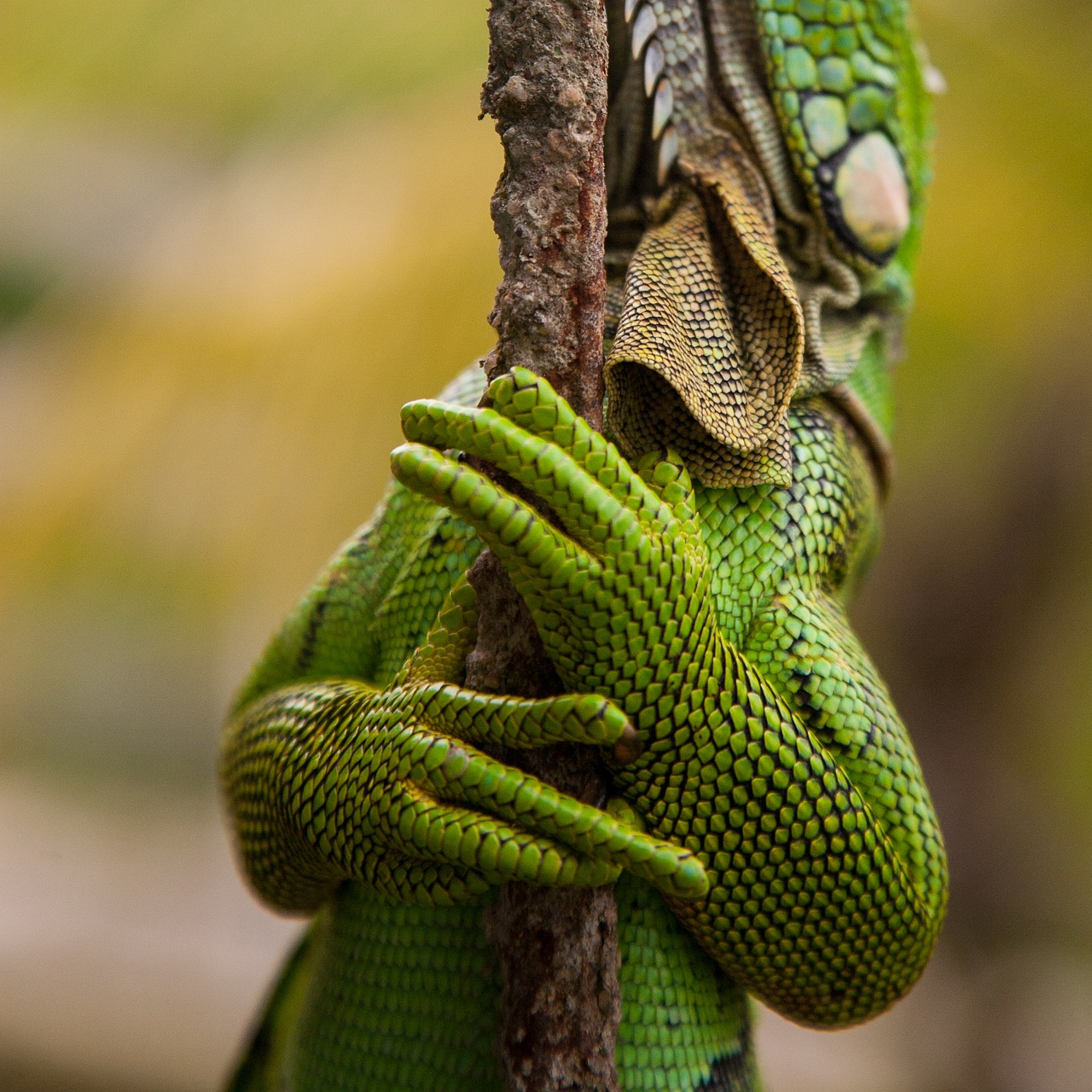 Image - skincare lizard scale scaly iguana