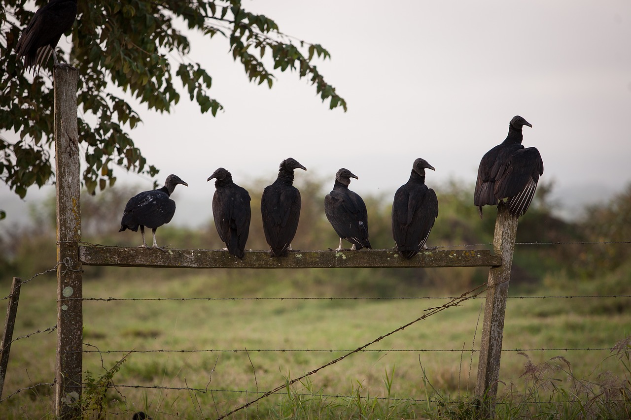 Image - birds vulture gang fence club