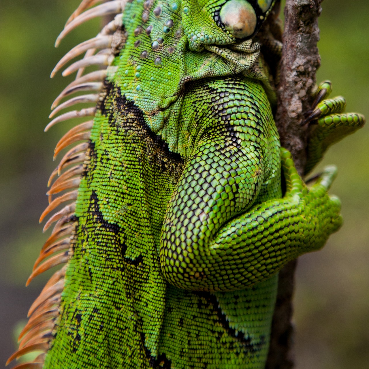 Image - skincare iguana lizard reptile