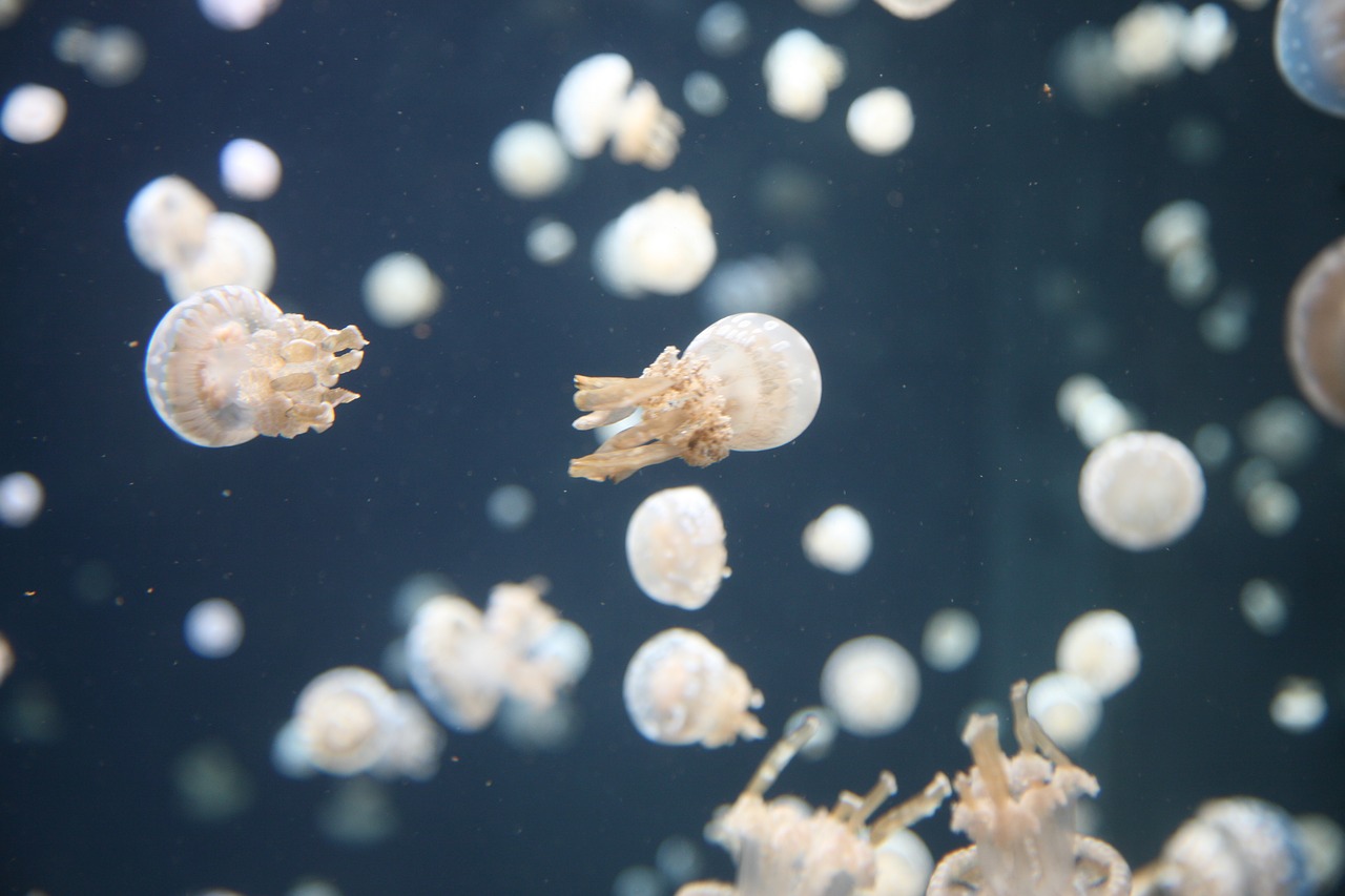 Image - jellyfish jelly underwater ocean