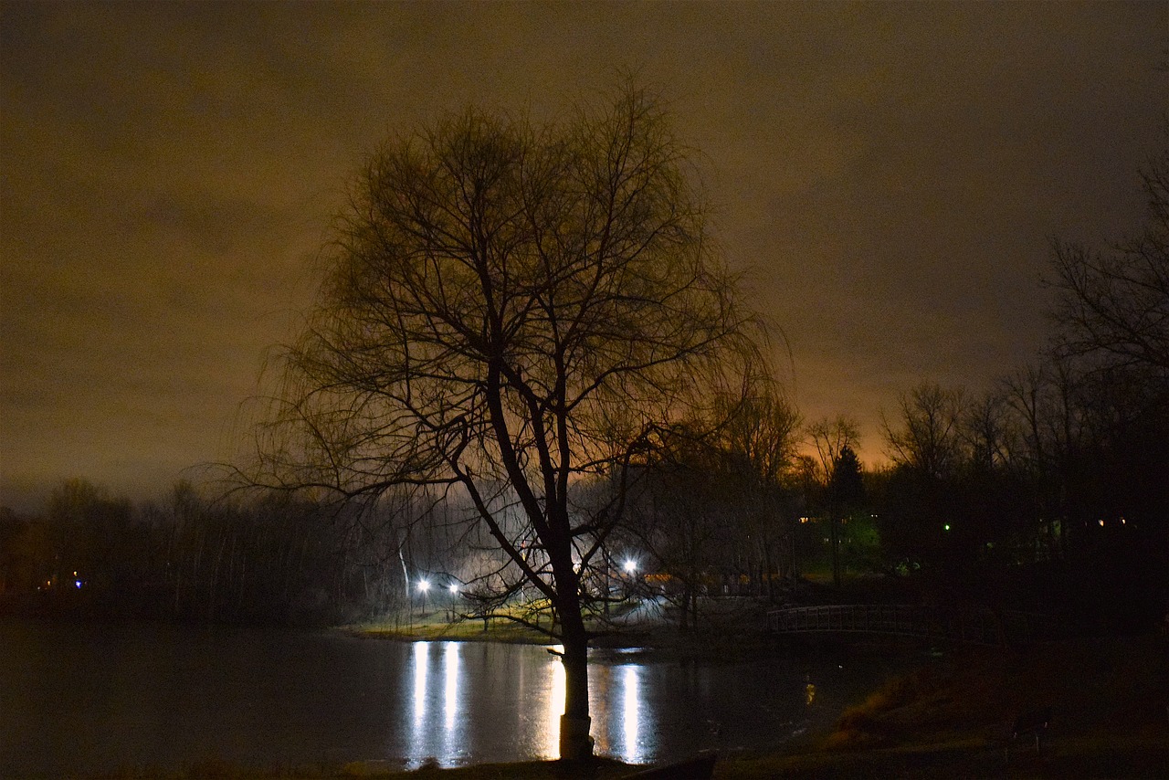 Image - tree lights ice pond night frozen