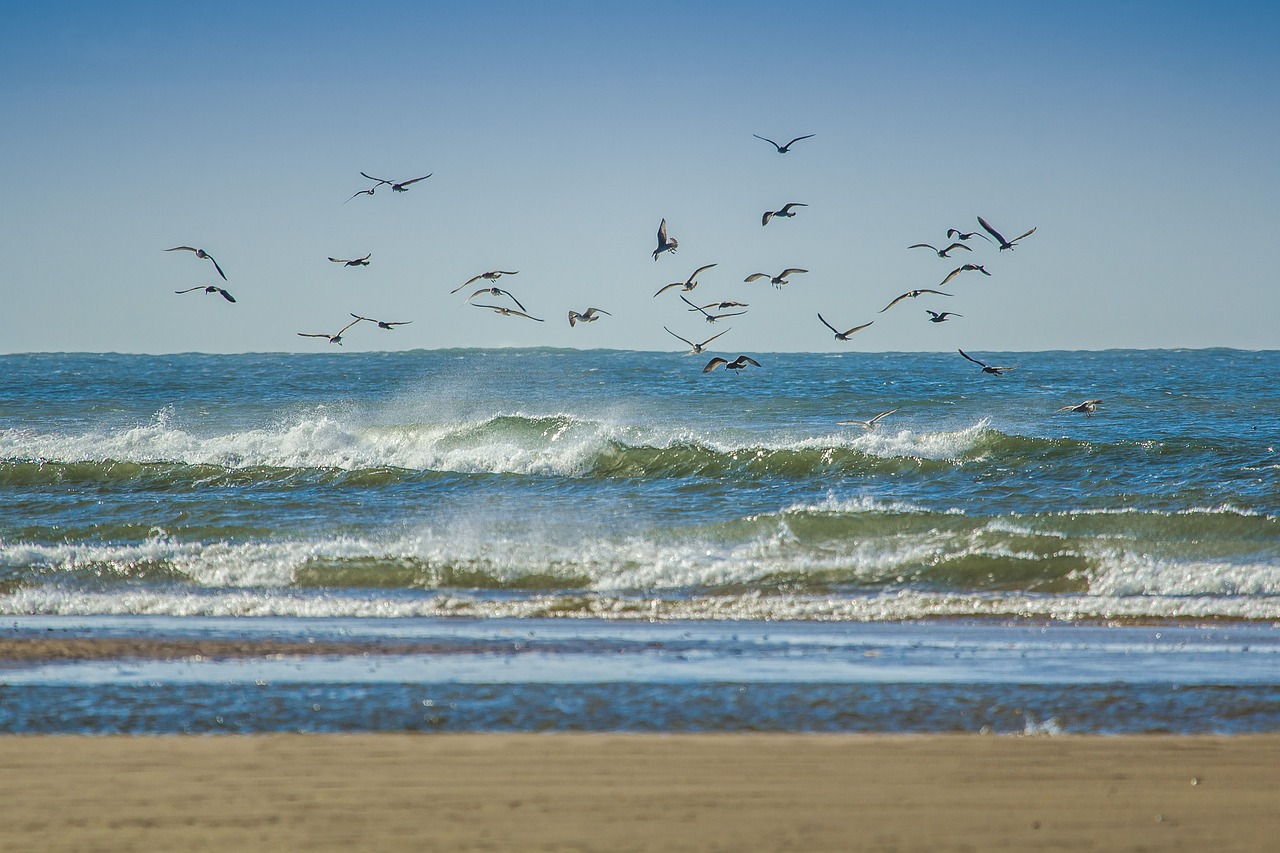 Image - gulls coast ocean beach wales