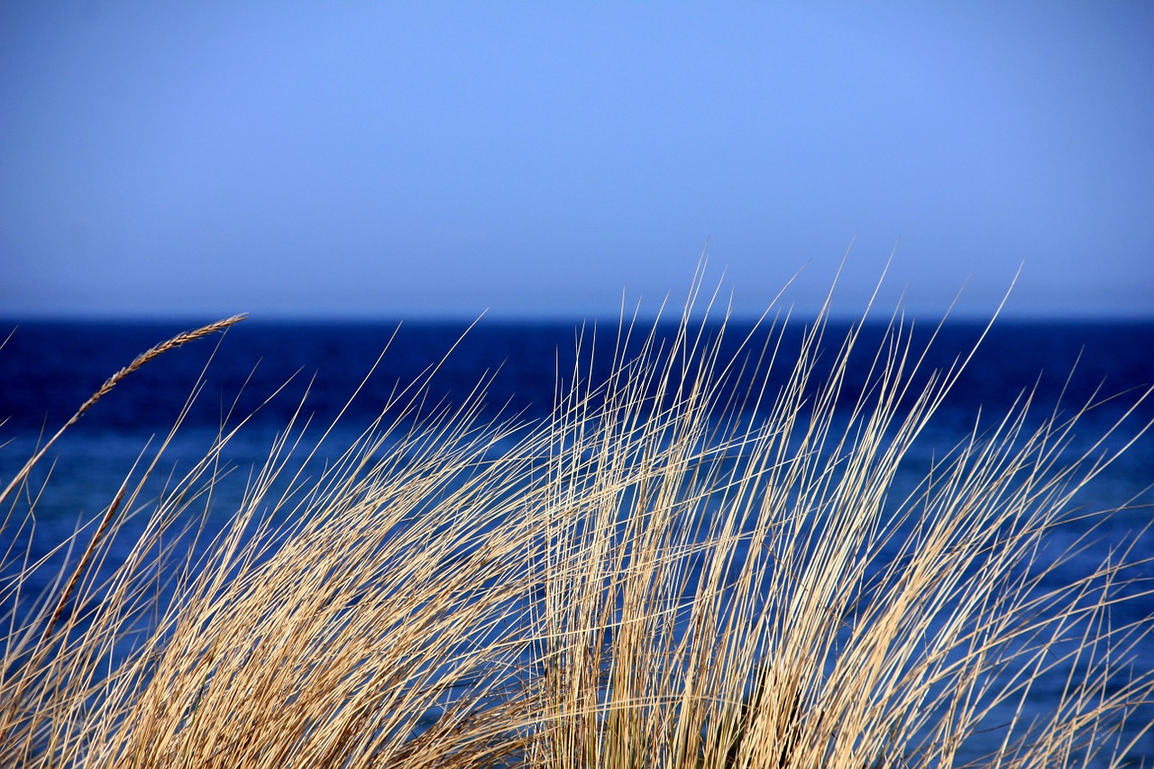 Image - sea water blue grass dunes