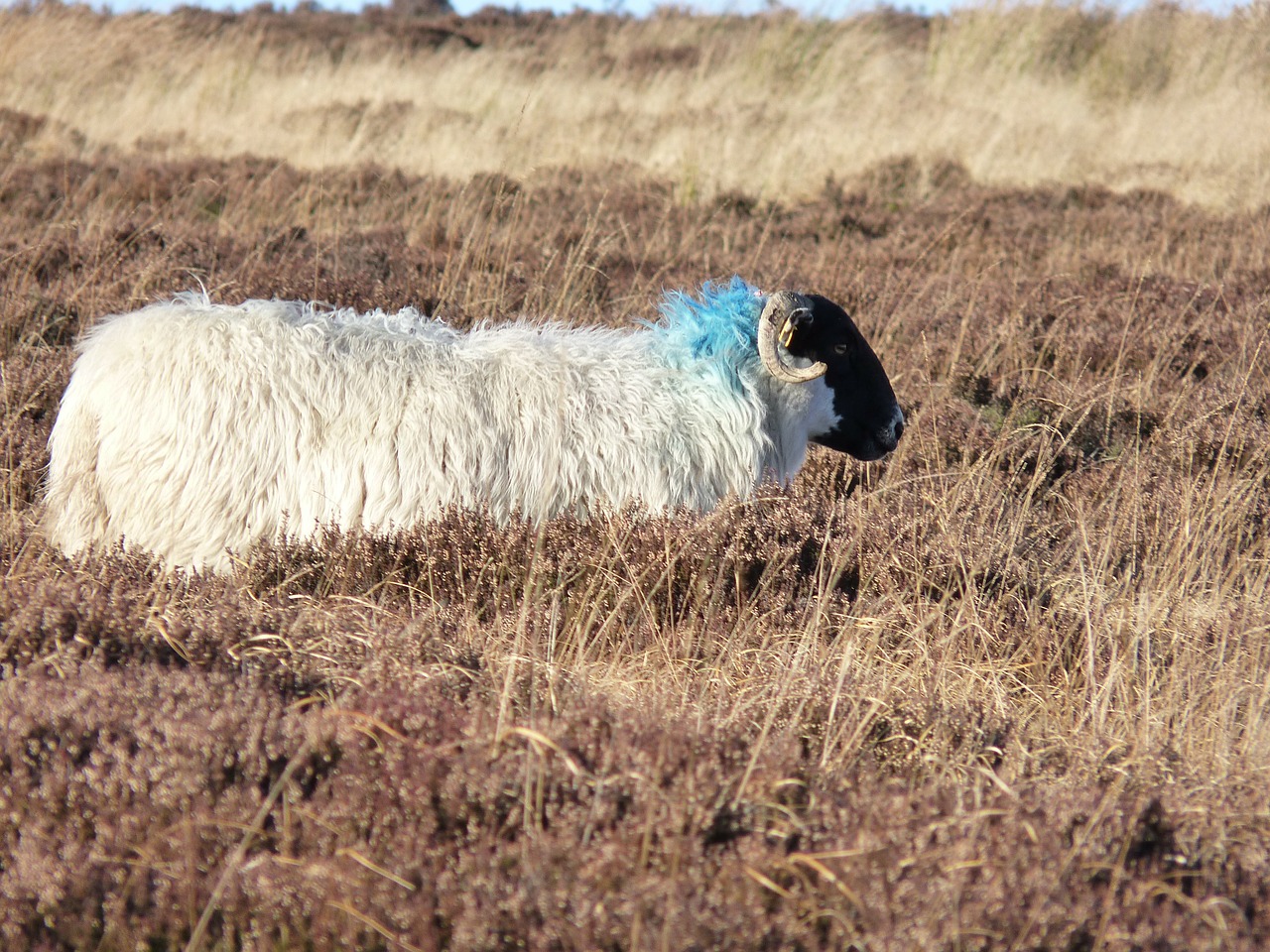 Image - sheep ewe heather moor mutton