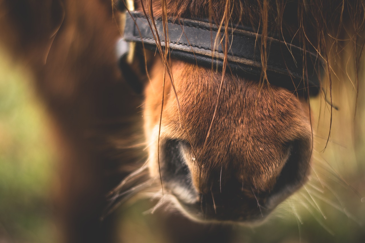 Image - horse pony animal cute sweet fur