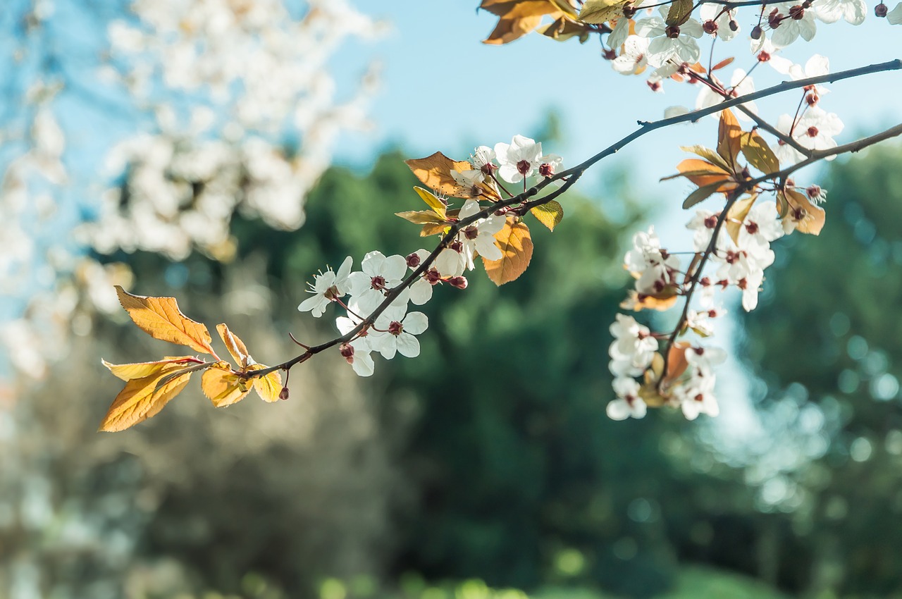 Image - blossom spring nature floral