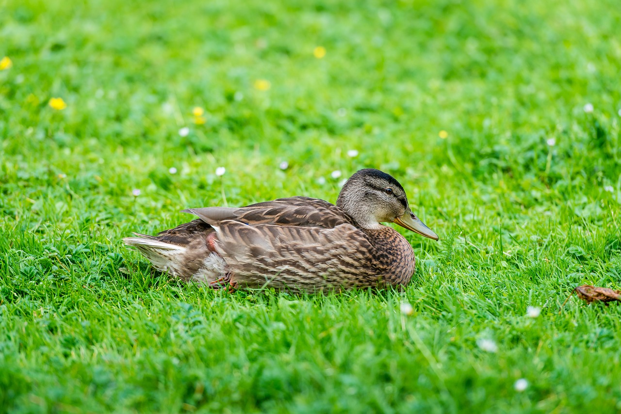 Image - duck lawn green nature