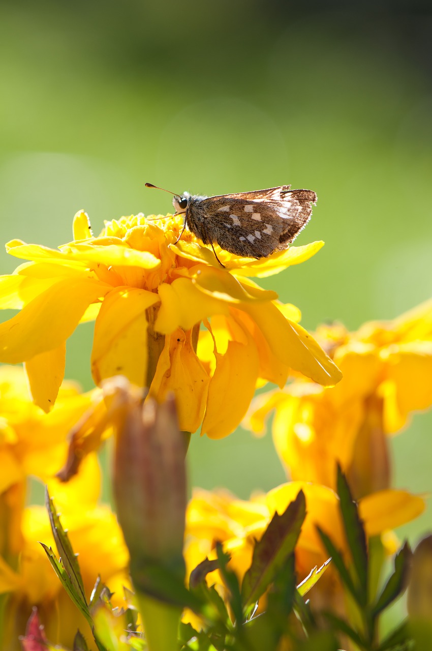 Image - butterfly flower insect nature
