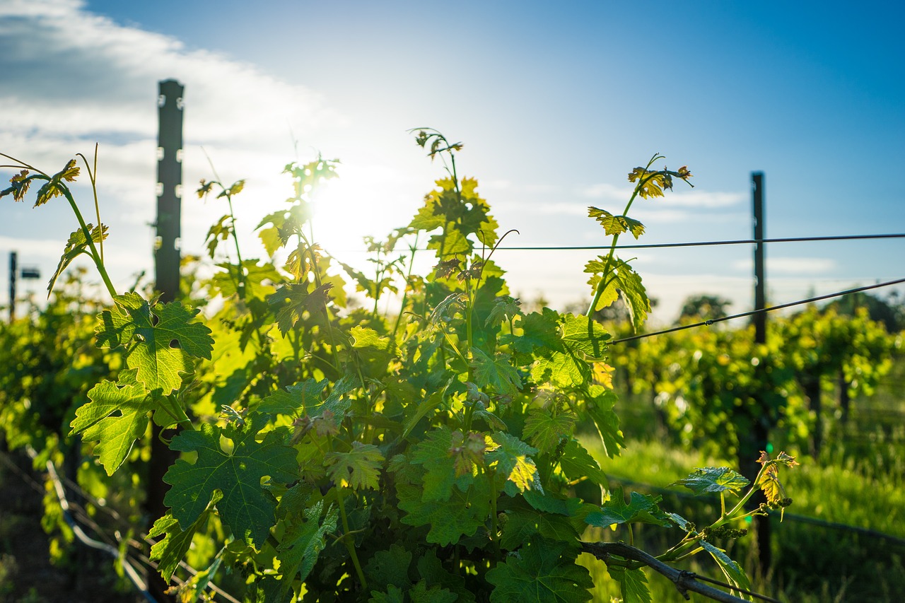 Image - vineyard wine napa california vine