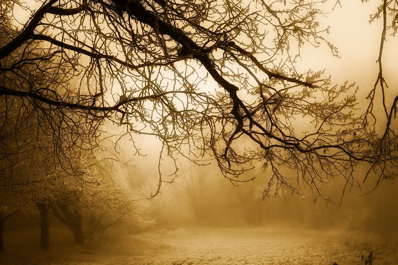 Image - winter snow forest trees woods