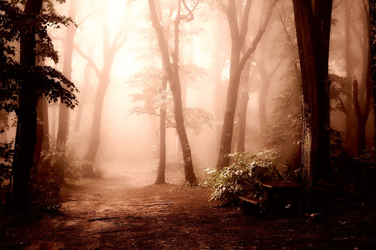 Image - sunrise dawn morning forest trees