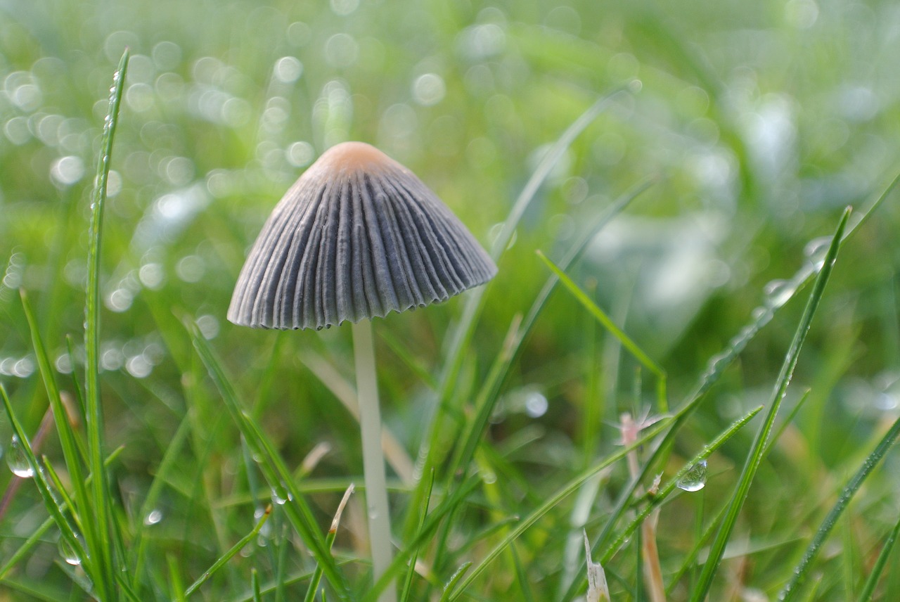 Image - mushroom autumn beige grass nature