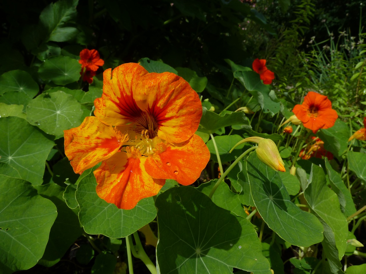 Image - tropaeolum majus nasturtium flower